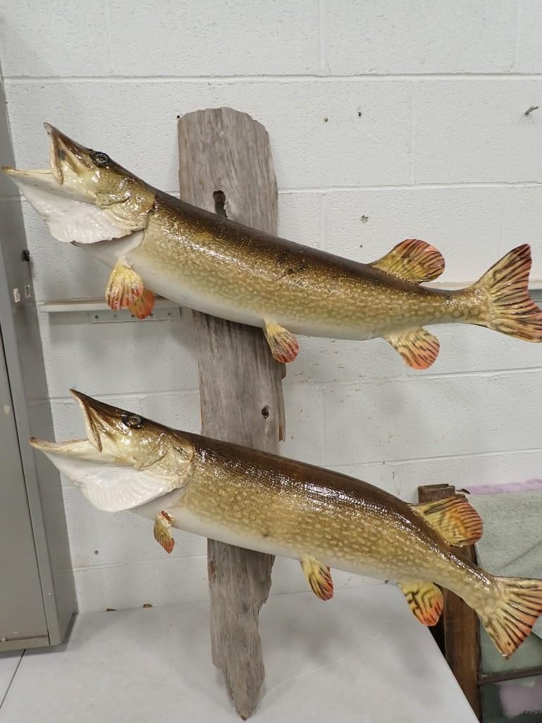 2 Taxidermy Mounted Northern Pike Fish: 2 Taxidermy Mounted Northern Pike Fish - each one is roughly 3 feet long All pictures are considered part of the description and should be examined carefully by bidders. Live Auctioneers is now offeri