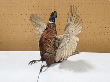 Taxidermy Pheasant Bird