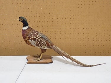 Taxidermy Pheasant Bird on a Wood Mount