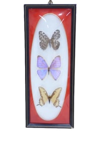 Framed Butterfly Display