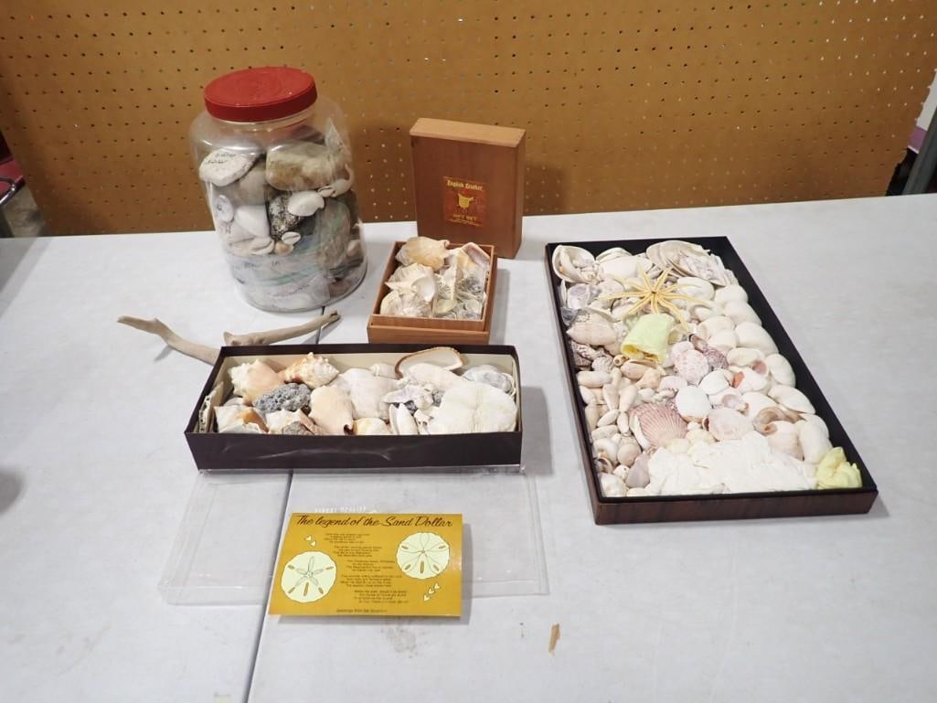 Lot of assorted Seashells, Sand Dollar, etc. (1 of 7)