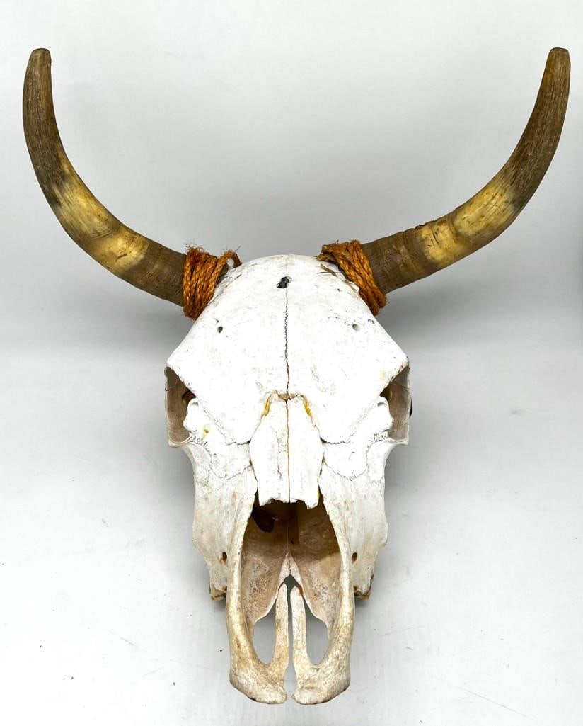 Steer / Cow Real Skull with Horns (1 of 5)