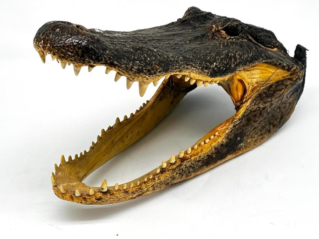 Vintage Real Alligator Taxidermy 16in Long (1 of 6)