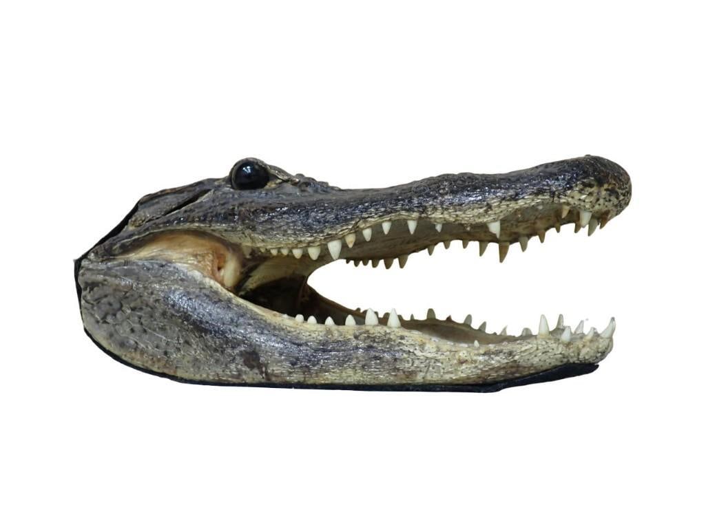 Alligator Taxidermy Head: Alligator Taxidermy Head All pictures are considered part of the description and should be examined carefully by bidders. Live Auctioneers is now offering Live Shipping through them. This is an option