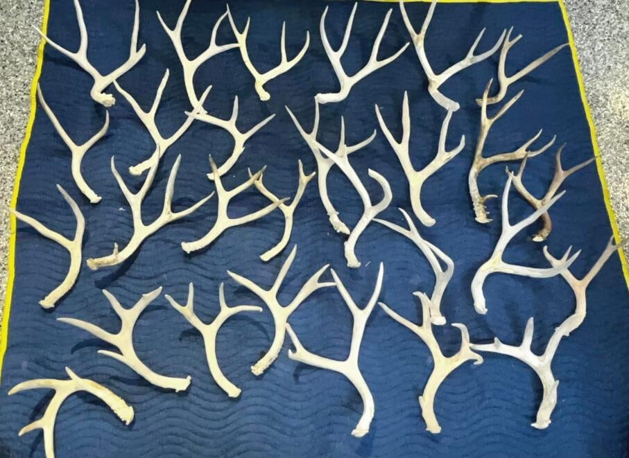 Lot Of 50+ White Tail Deer Shed Antlers, Approx. 60lbs: Lot Of 50+ White Tail Deer Shed Antlers, Approx. 60lbs - Clean, Ready For Chandeliers, Or Crafts - All pictures are considered part of the description and should be examined carefully by bidders. Live