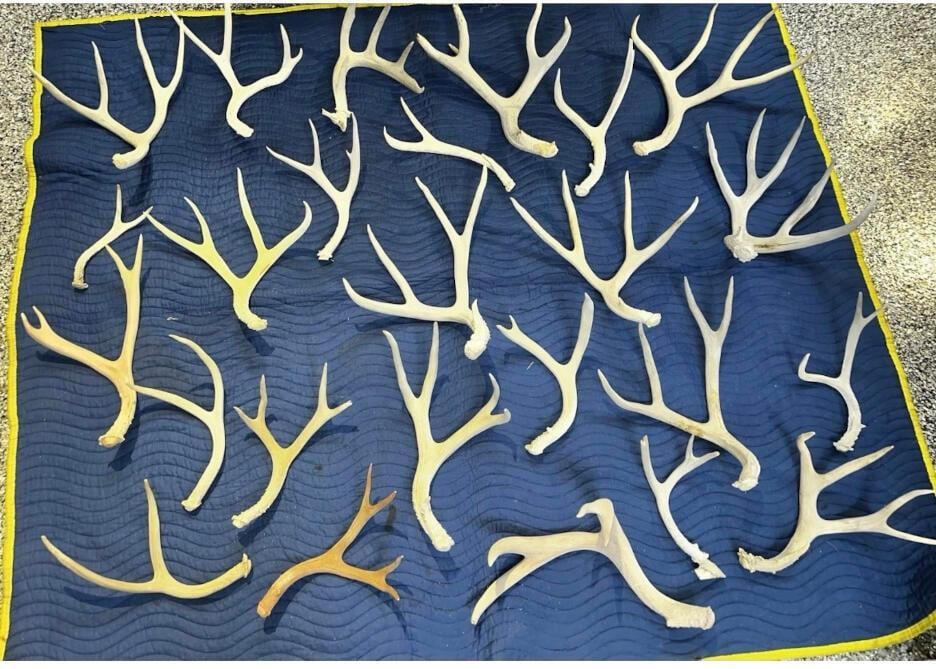 Lot Of 50+ White Tail Deer Shed Antlers, Approx. 60lbs (1 of 4)