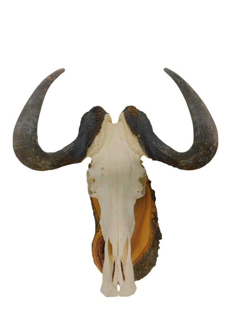 African Wildebeest Mounted Skull and Horns (1 of 10)