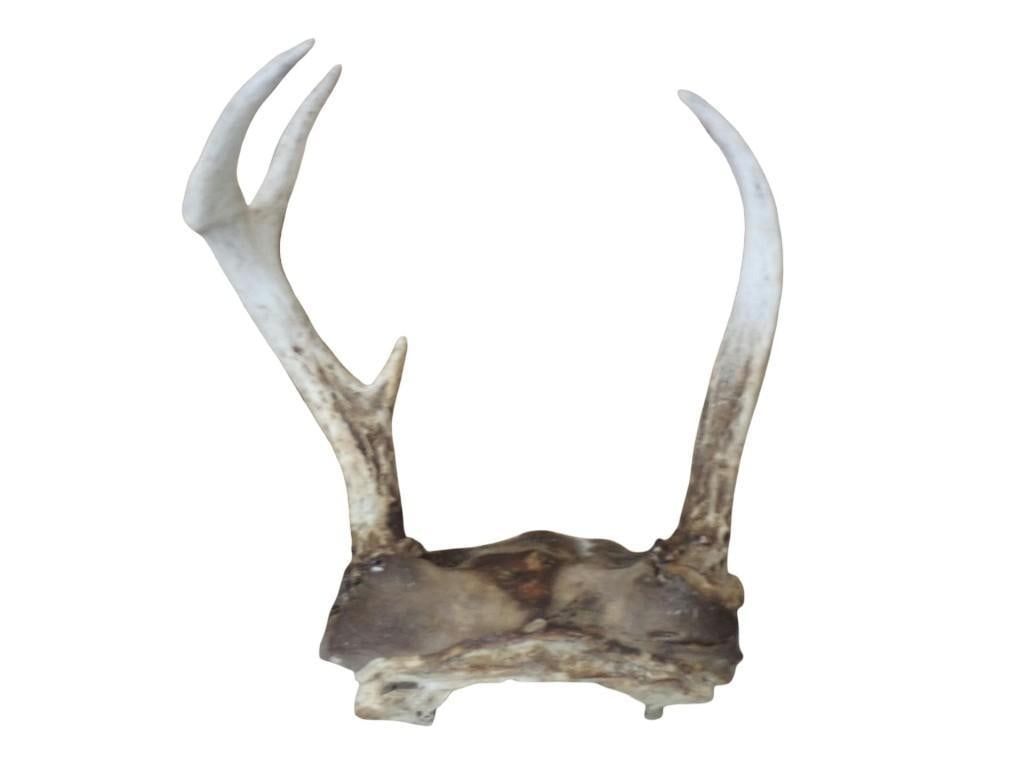 Vintage Skull Cap Deer Antler Mount (1 of 5)