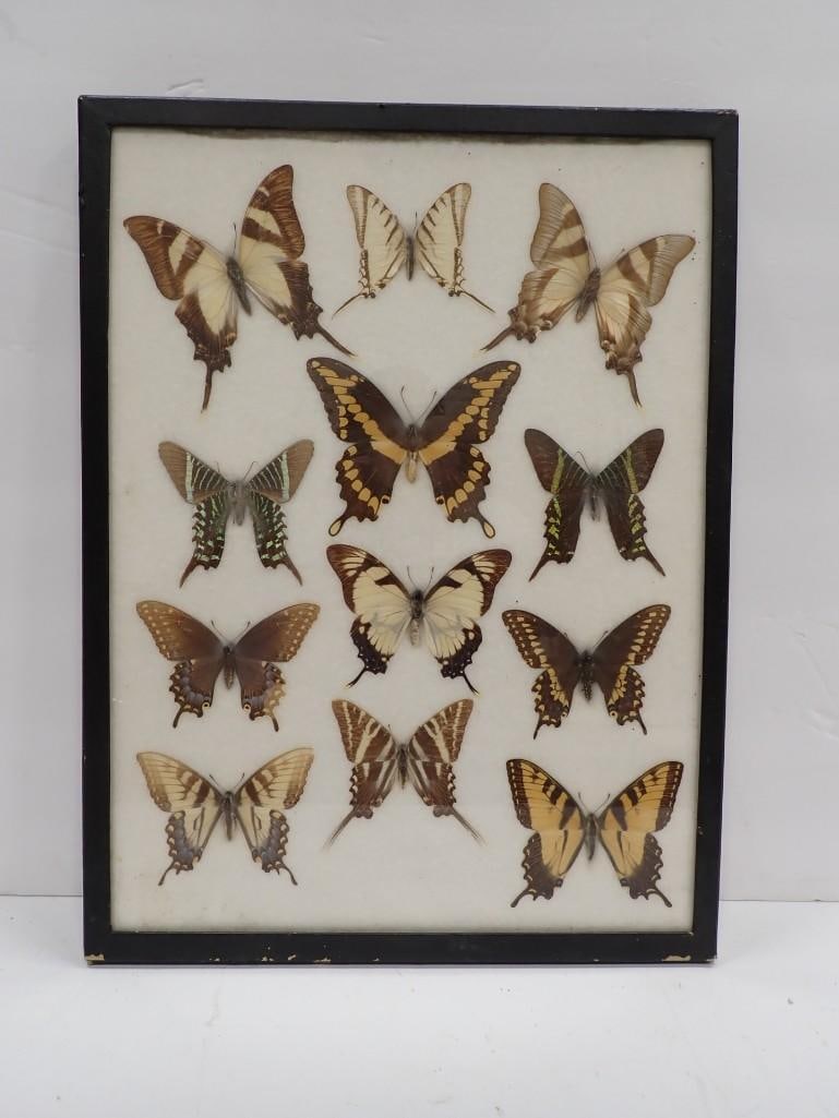 Framed Case of 12 Taxidermy Butterflies (1 of 7)