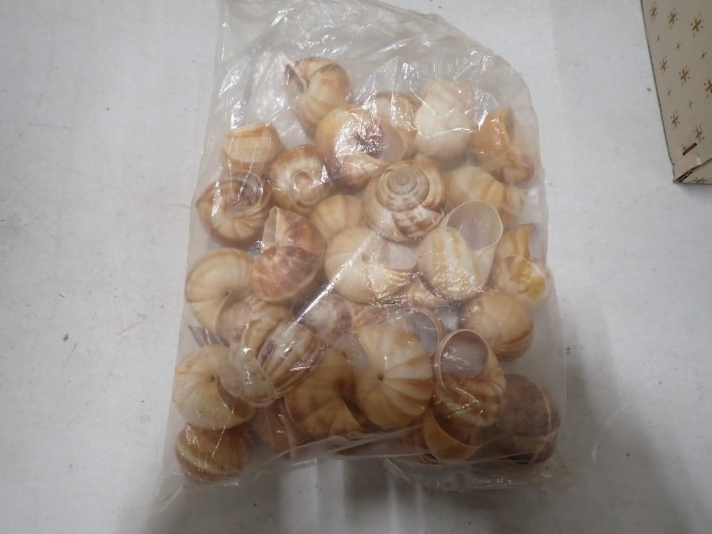 Santeria Shells: Santeria Shells All pictures are considered part of the description and should be examined carefully by bidders. Live Auctioneers is now offering Live Shipping through them. This is an optional paymen