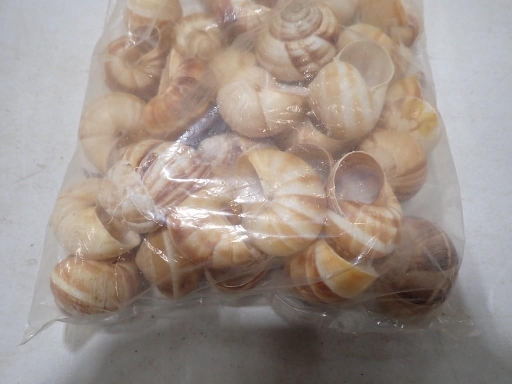 Santeria Shells - 2