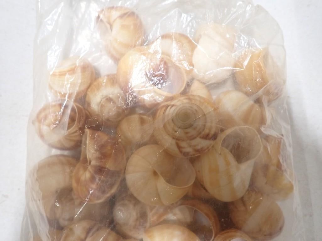 Santeria Shells - 3