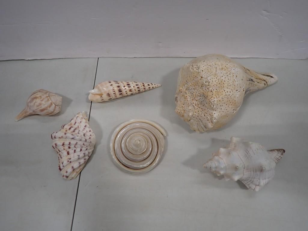 Lot of Fancy Seashells: Lot of Fancy Seashells All pictures are considered part of the description and should be examined carefully by bidders. Live Auctioneers is now offering Live Shipping through them. This is an optional