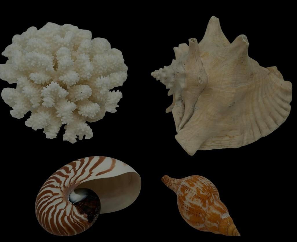 Lot Of 4 Decorative Large Sea Shells & Corral In A Hat Box (1 of 6)