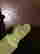 item-135751154=4