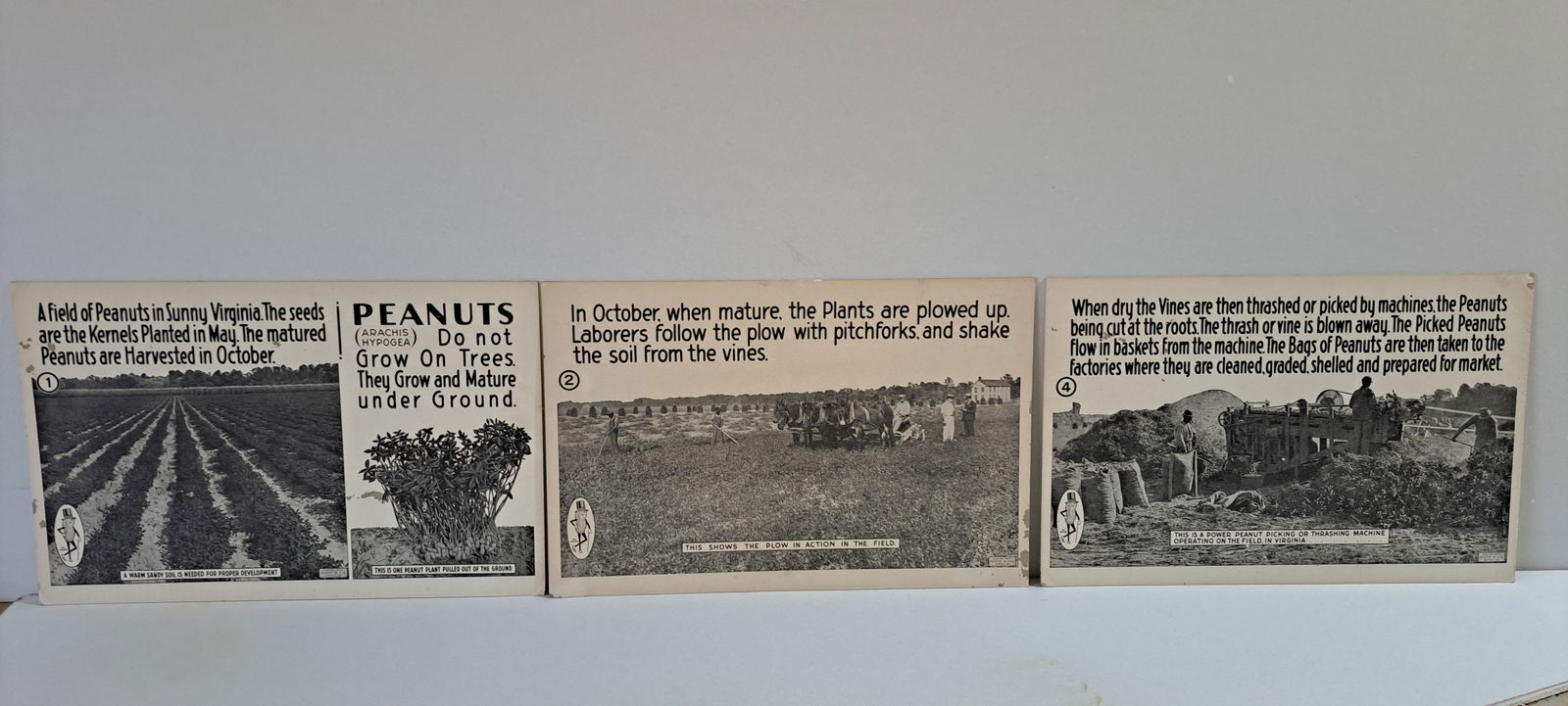 (3) Planters Peanuts store signs: set of 3 black & white, cardboard signs from a Planters Peanuts store, telling the story of planting and harvesting peanuts, the complete set consists of 5, these are numbers 1,2,& 4, each have some w