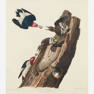 [Prints] Audubon, John James Red headed Woodpecker: [Prints] Audubon, John James Red headed Woodpecker London: R. Havell, (1827). Hand-colored engraving with aquatint and etching, on J. Whatman Turkey Mill watermarked paper, dated 1827. Engraved, Print