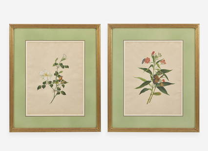 A group of four botanical watercolor drawings, 19th / 20th century Comprising two works by Arthur: A group of four botanical watercolor drawings, 19th / 20th century Comprising two works by Arthur D. Marble (19th / 20th century), including one inscribed, “Dasystoma Pedicularia. B./ Gerardia P