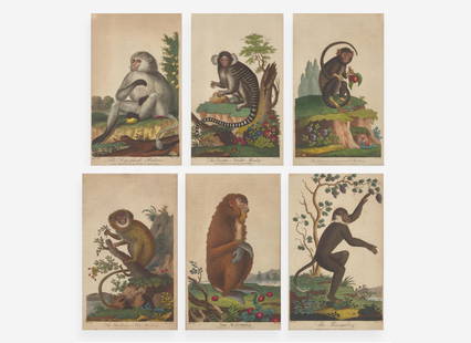 A set of six hand-colored engravings of various primates, published by John Wilkes (d. 1811),: A set of six hand-colored engravings of various primates, published by John Wilkes (d. 1811), London, 1795-1796 Copperplate engravings, taken from Ebenezer Sibly's An Universal System of Natural Histo