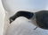 Standing Feeding Canada Goose, Prince Edward Island, 3 - 4