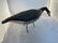 Standing Feeding Canada Goose, Prince Edward Island, 3 - 6