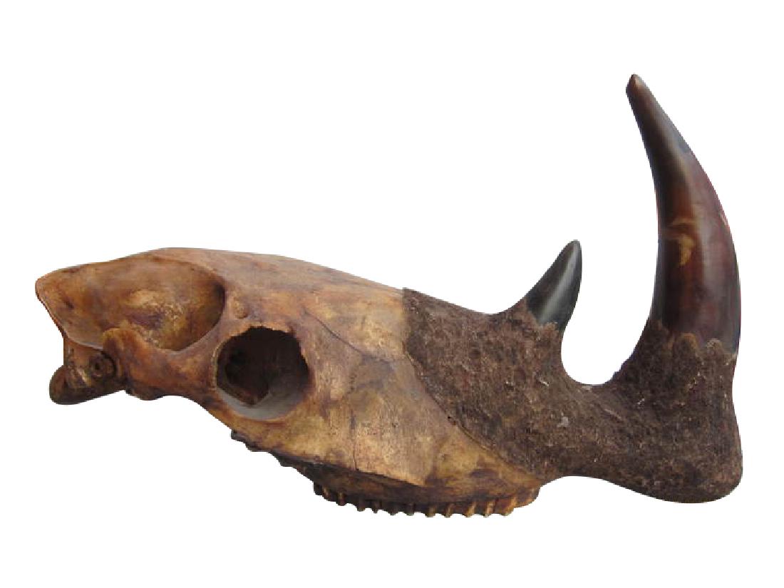 CHINESE OX HORN DISPLAY ARTIFICIAL CUP (1 of 5)