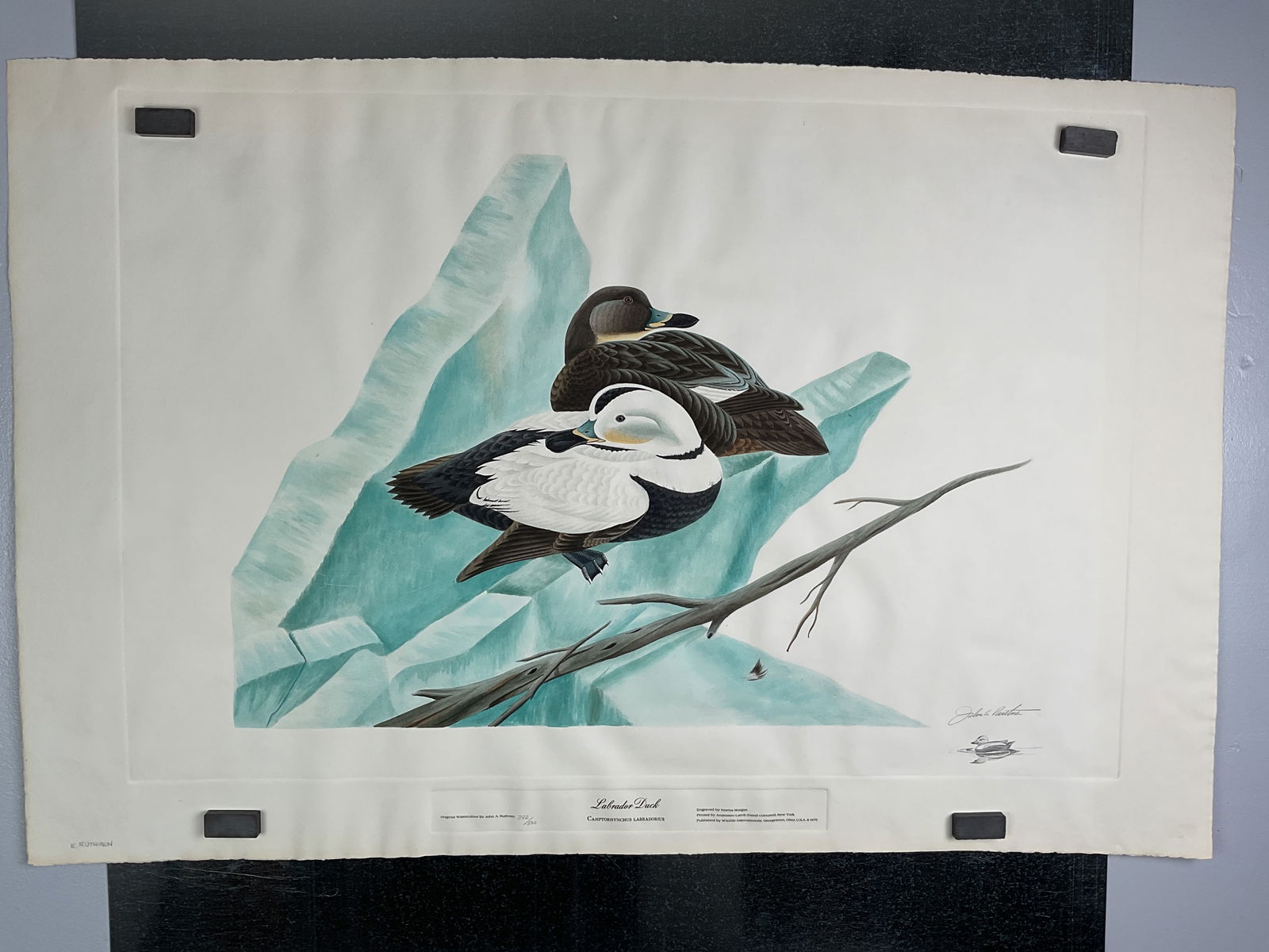 John Ruthven signed Engraving Labrador Duck 392/500 Unframed 27.50" by 42.50" (1 of 18)