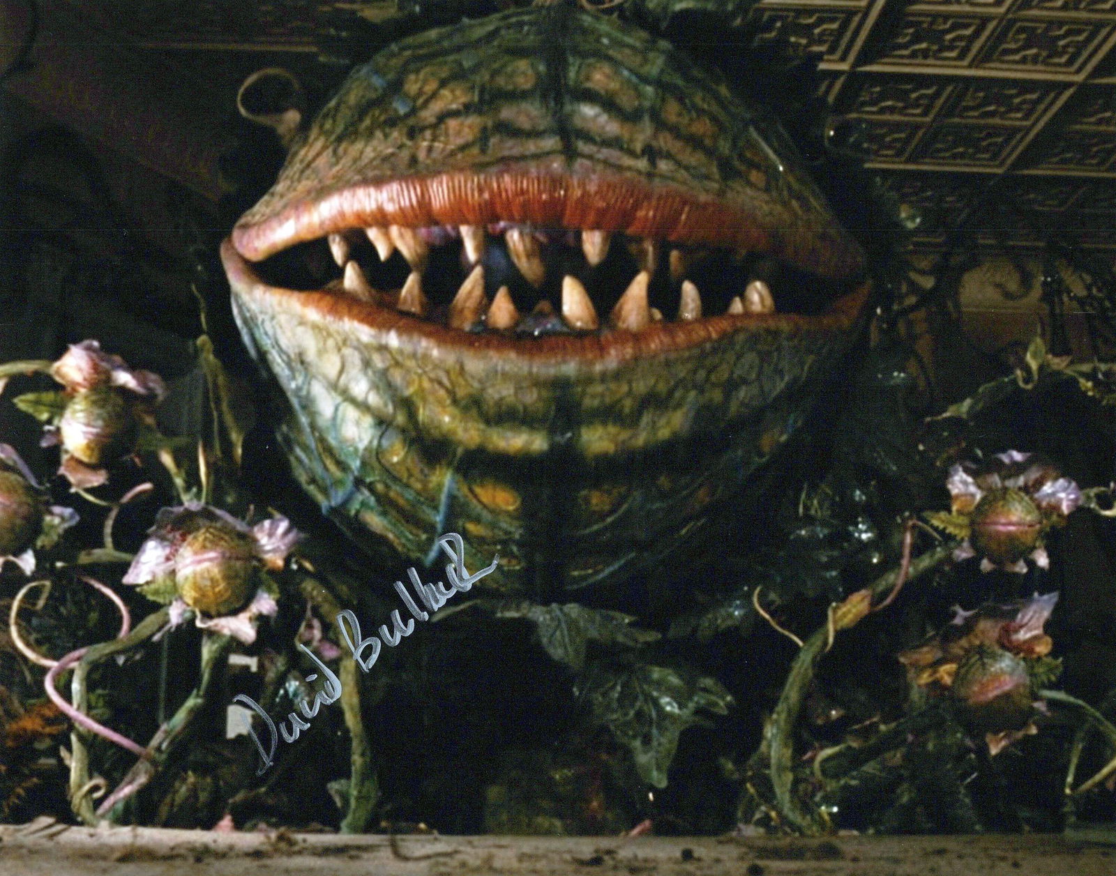 David Bulbeck LITTLE SHOP OF HORRORS In Person Signed Photo (1 of 1)