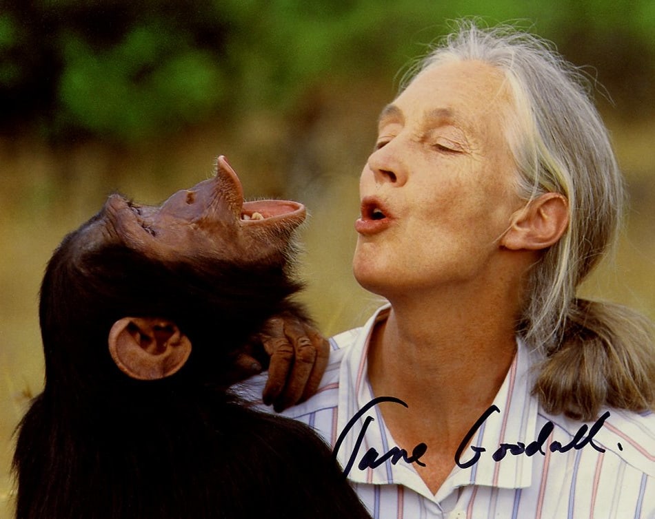 Jane Goodall ZOOLOGIST  In Person Signed Photo (1 of 1)