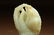 A CHINESE FINE WHITE JADE CARVING OF A FINGER CITRON, - 3