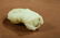 A CHINESE FINE WHITE JADE CARVING OF A FINGER CITRON, - 9