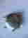 item-116672595=3