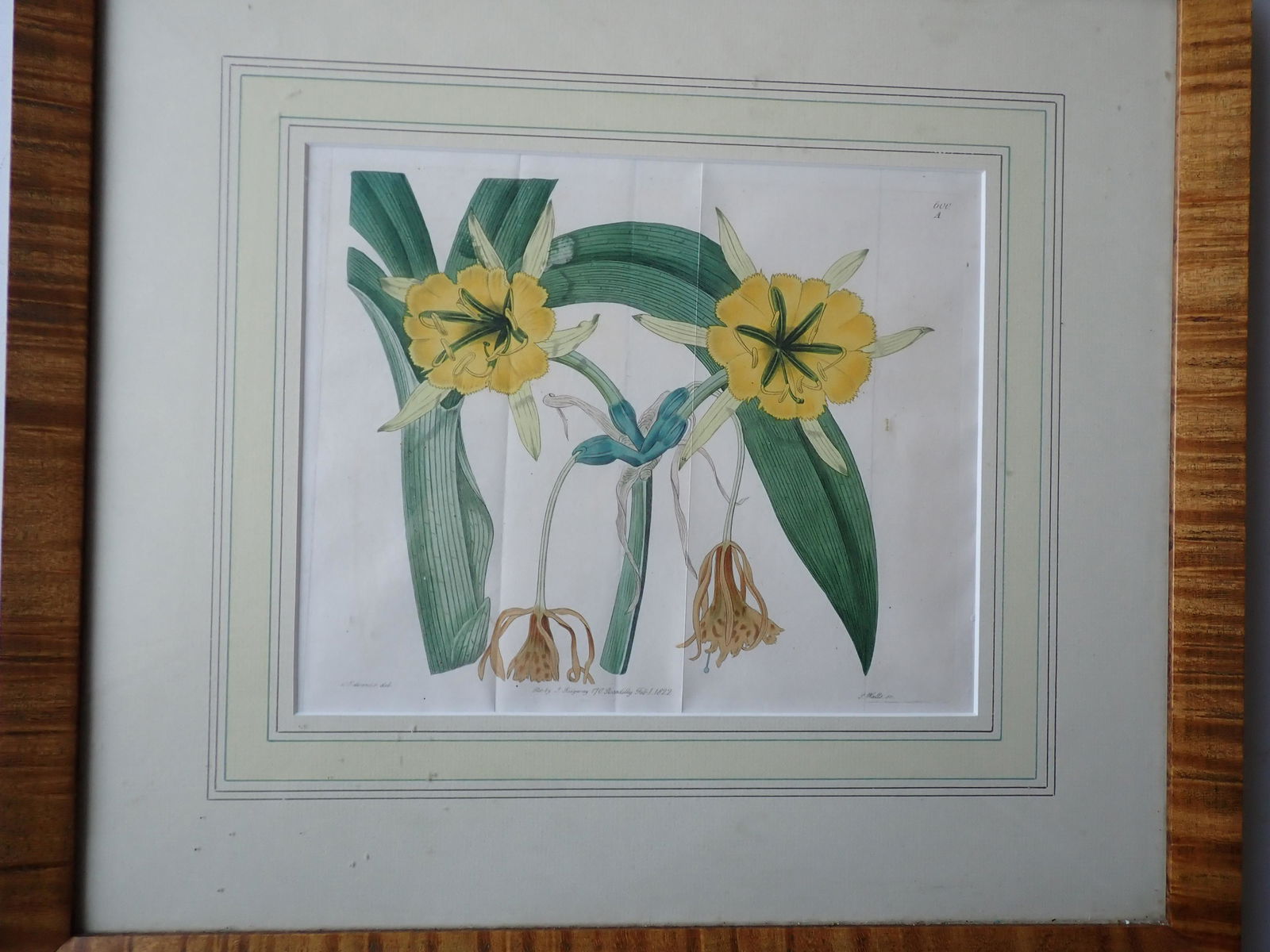 1822 Pancratium Amancaes - Daffodil Copper Engraving Framed (1 of 9)