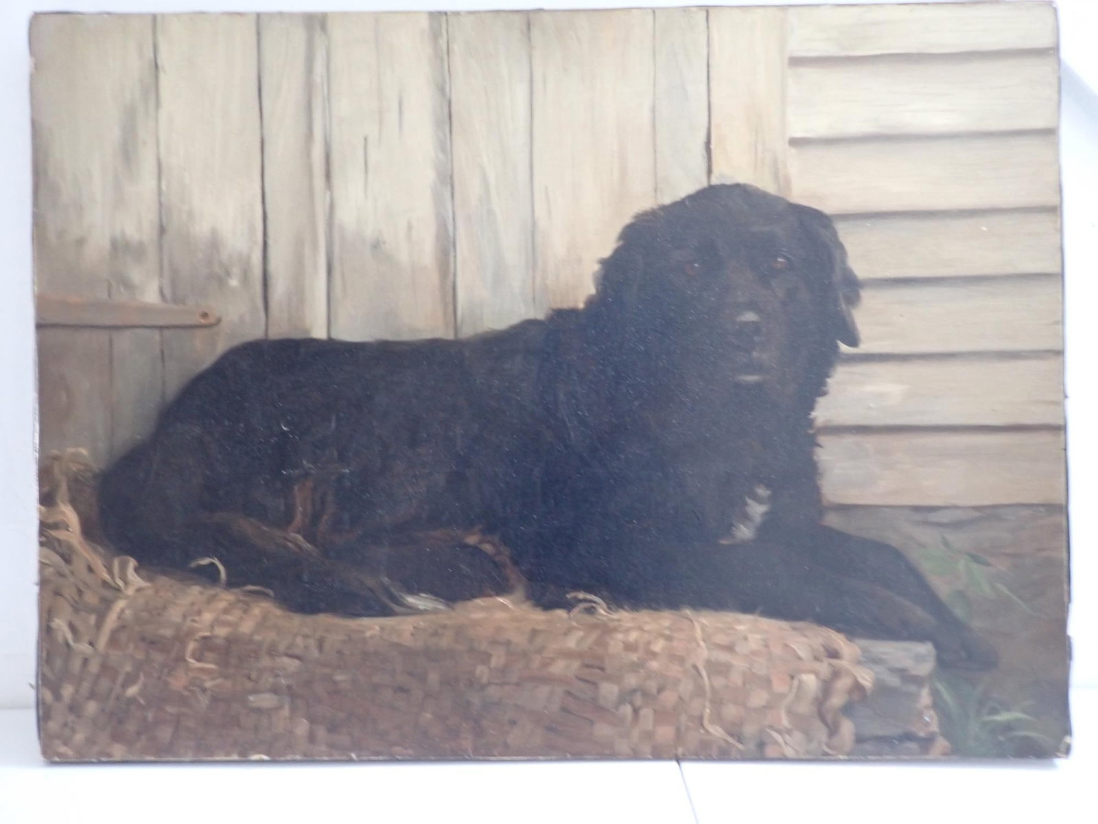 Newfoundland Dog O/C Painting Nathan Moore (1 of 7)