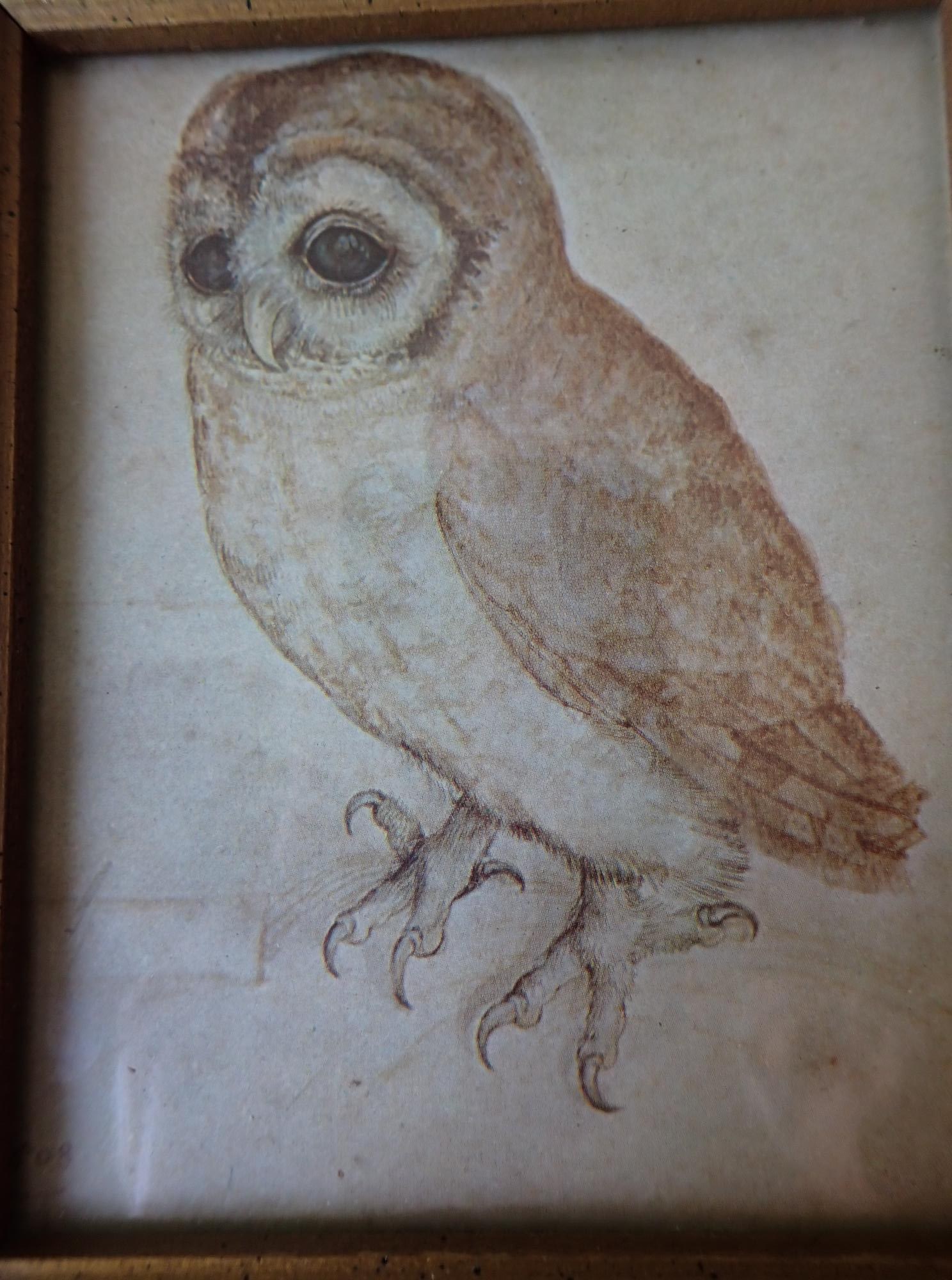Small Framed Owl Print - 2
