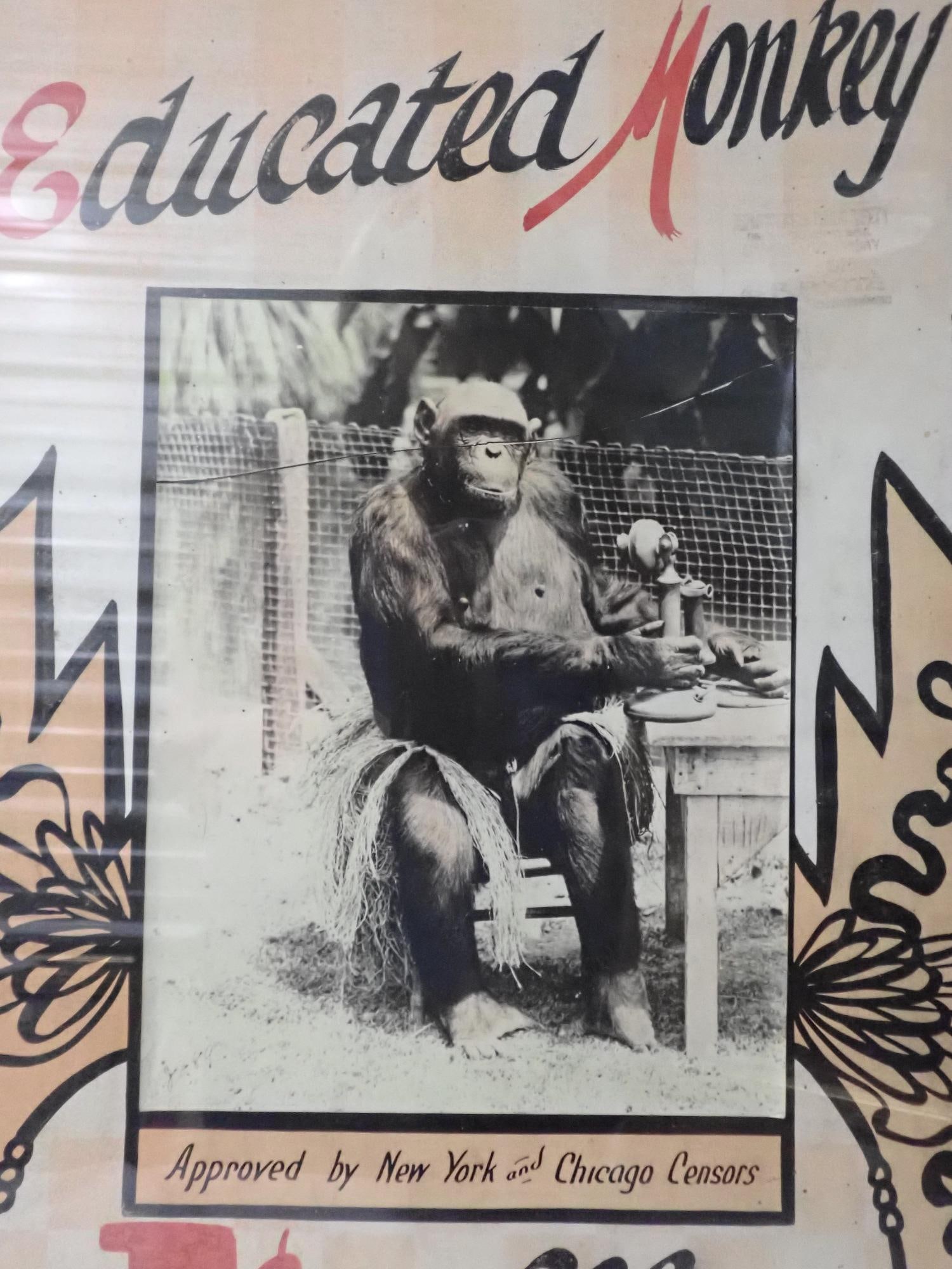 Mary the Educated Monkey - 2