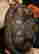 item-130752944=7