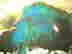 item-130781829=5