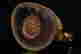 item-132500494=5
