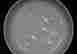 item-136887124=5