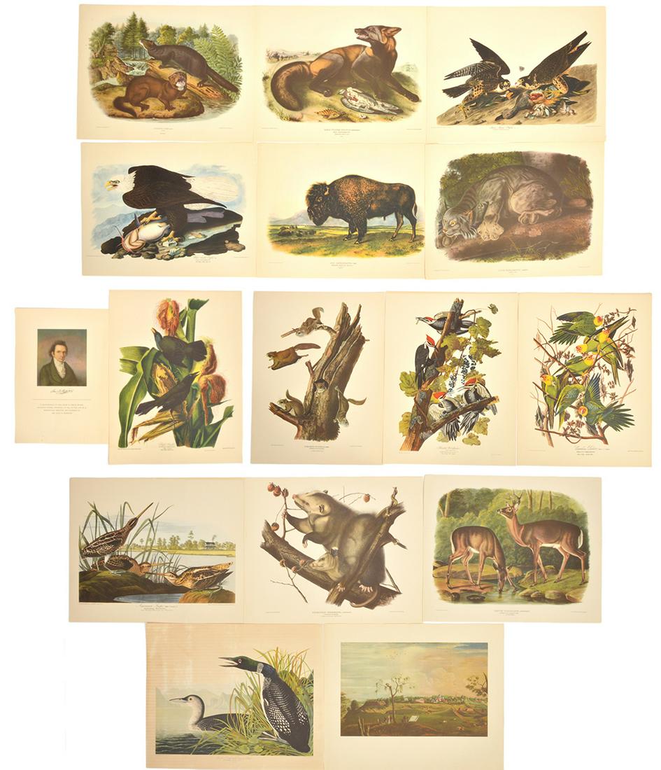 15 Audubon America Wildlife Prints Unframed (1 of 12)