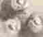 item-117899631=12