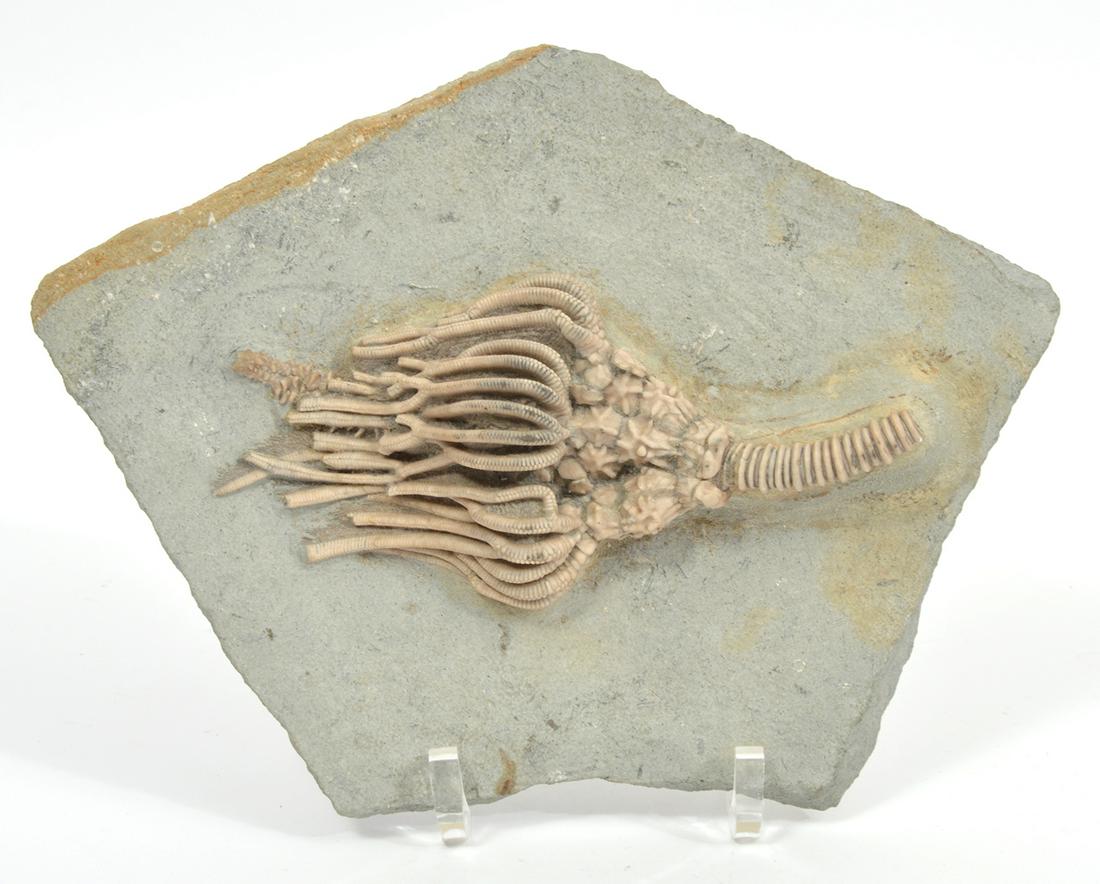 Fossil Crinoid Plate 'Actinocrinites Gibsoni' (1 of 7)