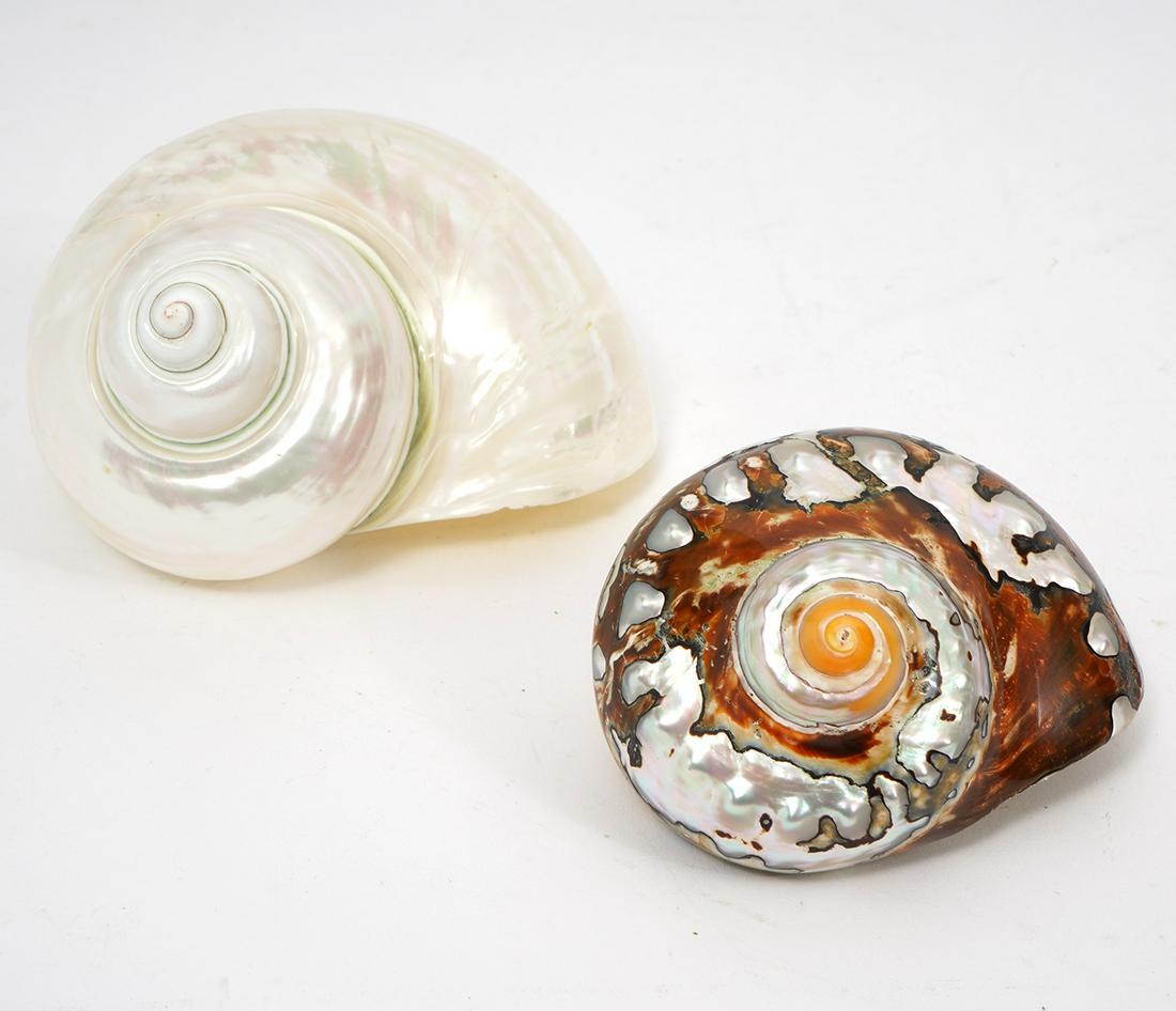 Philippine Turbo Marmoratus & Magpie Turbo Shell (1 of 6)