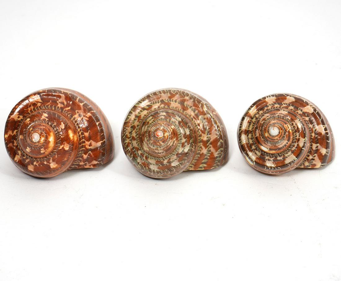 3 Tapestry Turban Seashells: 3 Tapestry Turban seashells also known as Turbo Petholatus shells. Measures approximately 2"L x 2"W x 1.5"H. Condition report: good condition, no issues, please see photos. Please examine all photos c