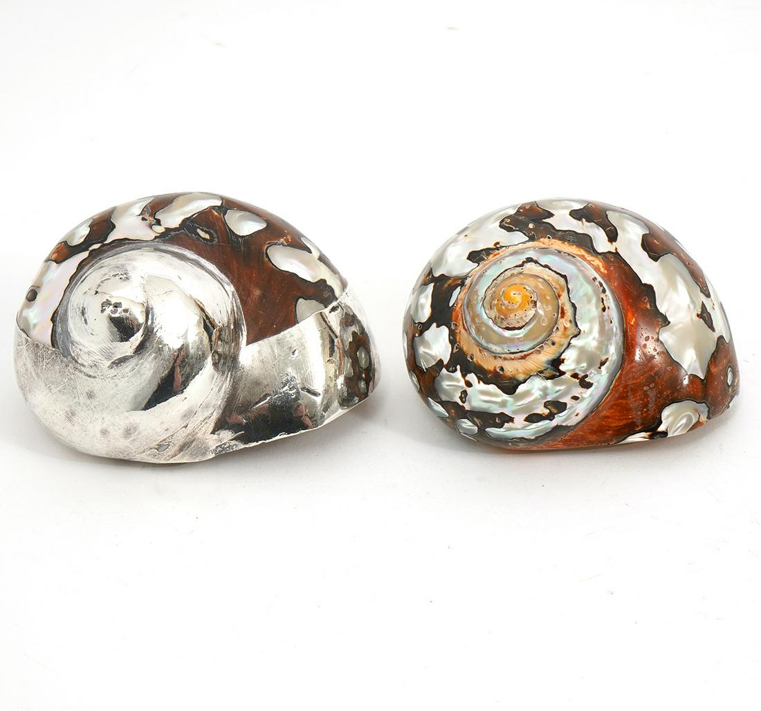 2 Turbo Sarmaticus Polished Shells, One Silvered (1 of 6)