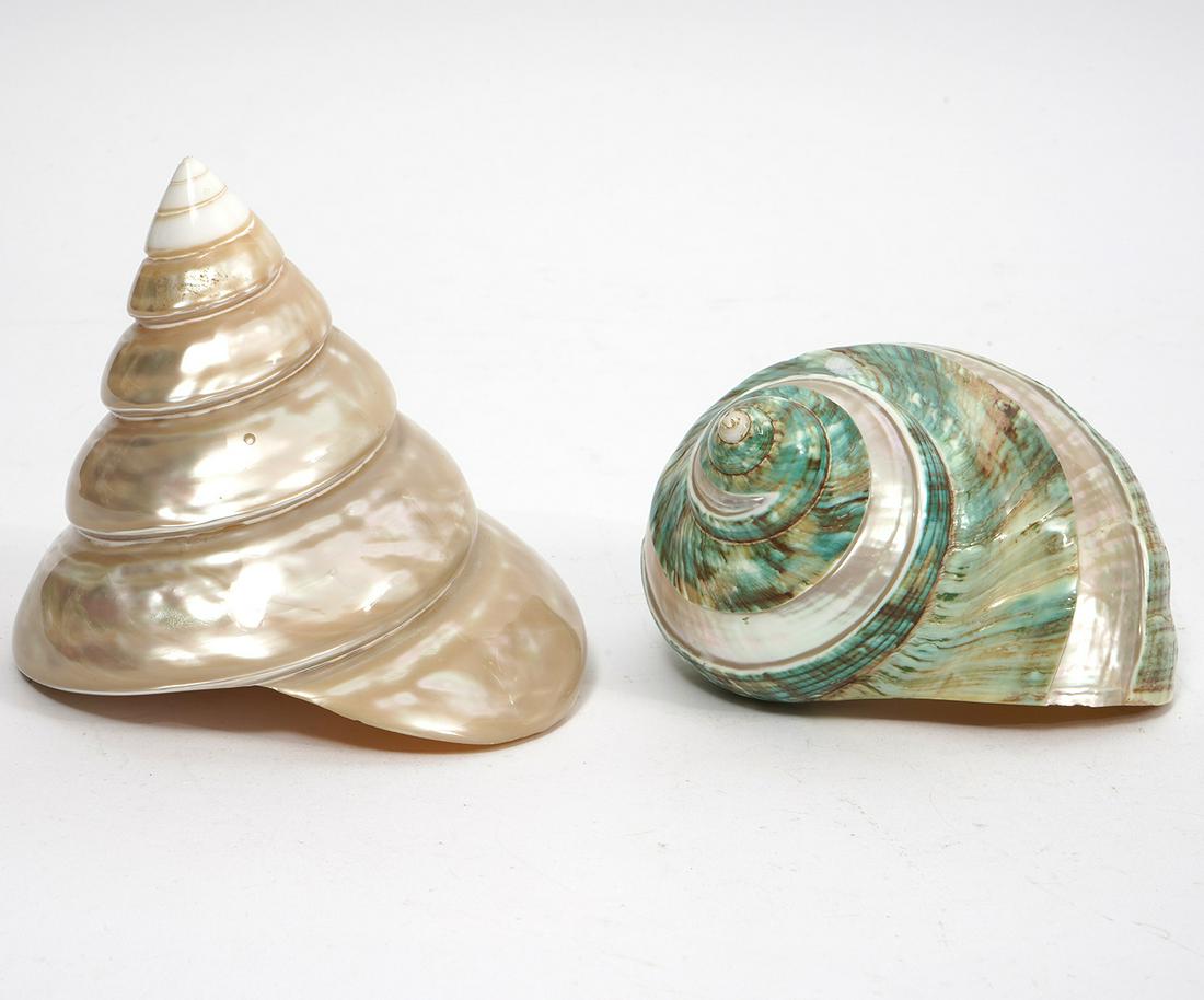 Banded Jade Hermit Crab Shell & Turbo Shell (1 of 7)