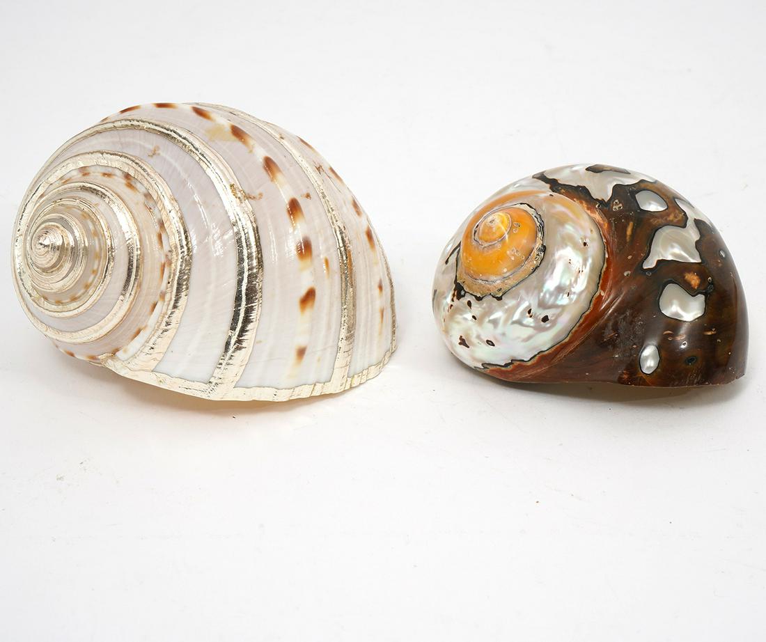 Polished Turbo Sarmaticus & Banded Turbo Seashells (1 of 6)