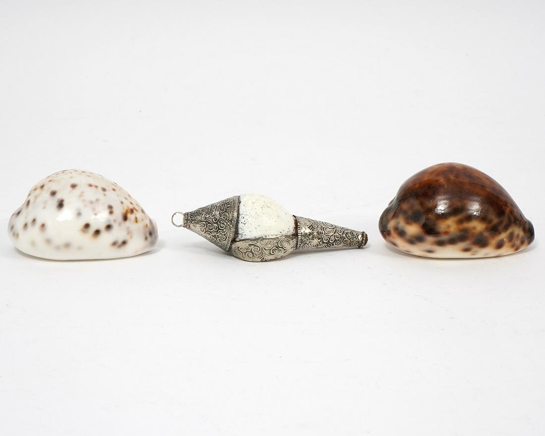 Silvered Hermit Crab Shell & 2 Tiger Cowrie Shells (1 of 7)