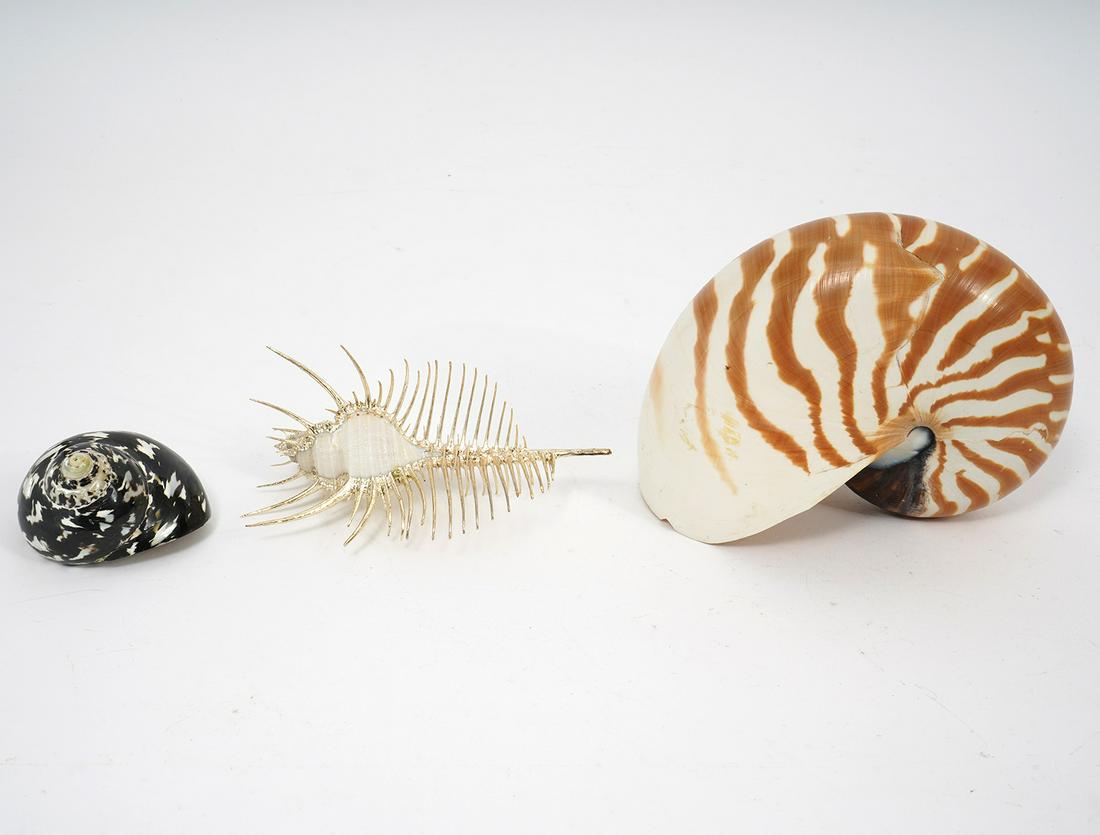 Tiger Nautilus, Magpie & Silvered Seashells (1 of 17)